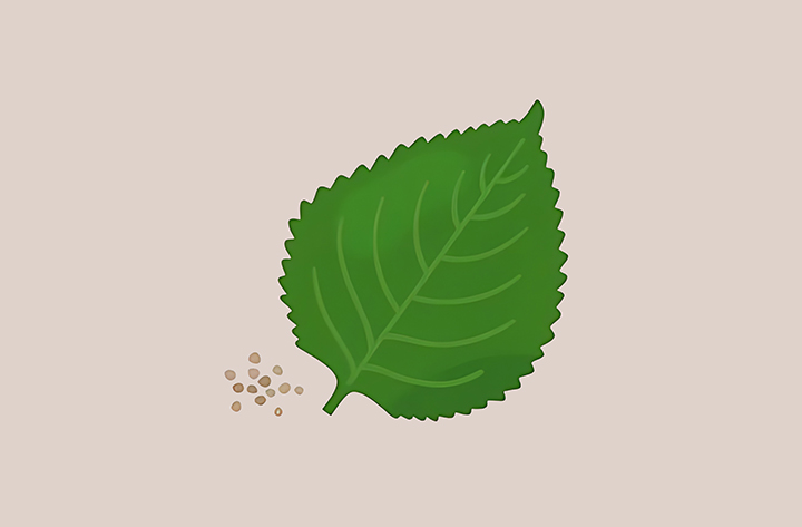 들깨-하루-섭취-권장량