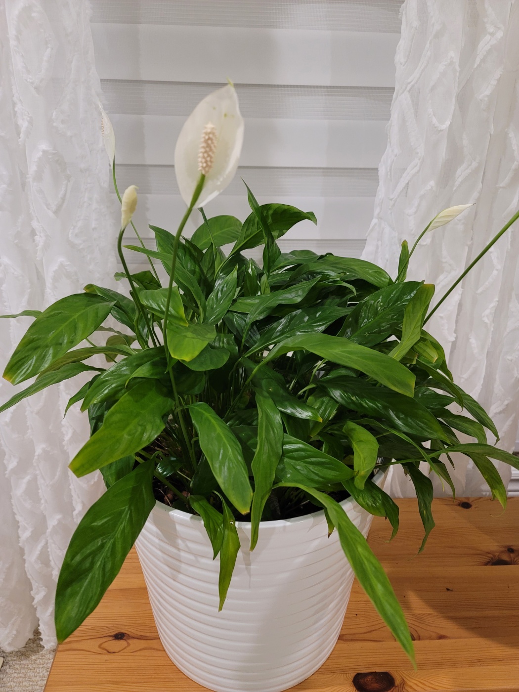 흰꽃이 피어 있는 스파트필름