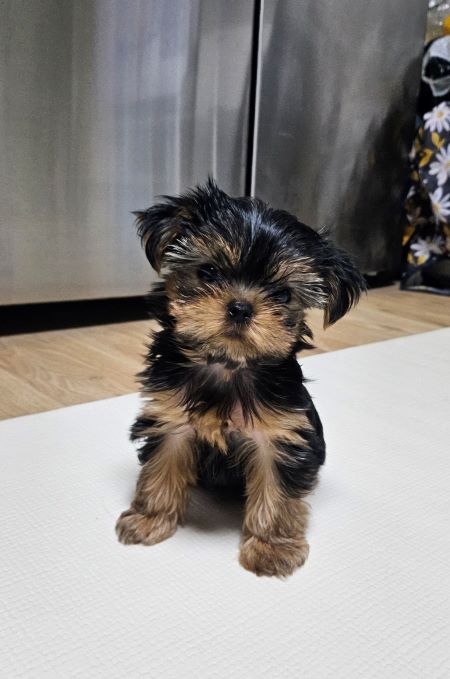 내가 키우는 요크셔테리어 사진