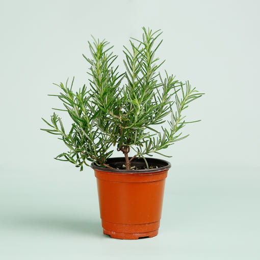 초파리없애는방법-허브-로즈마리