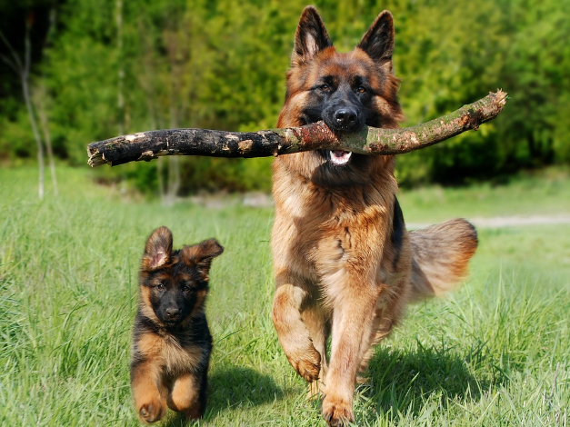 강아지 나이 계산법 및 평균 수명, 사람나이