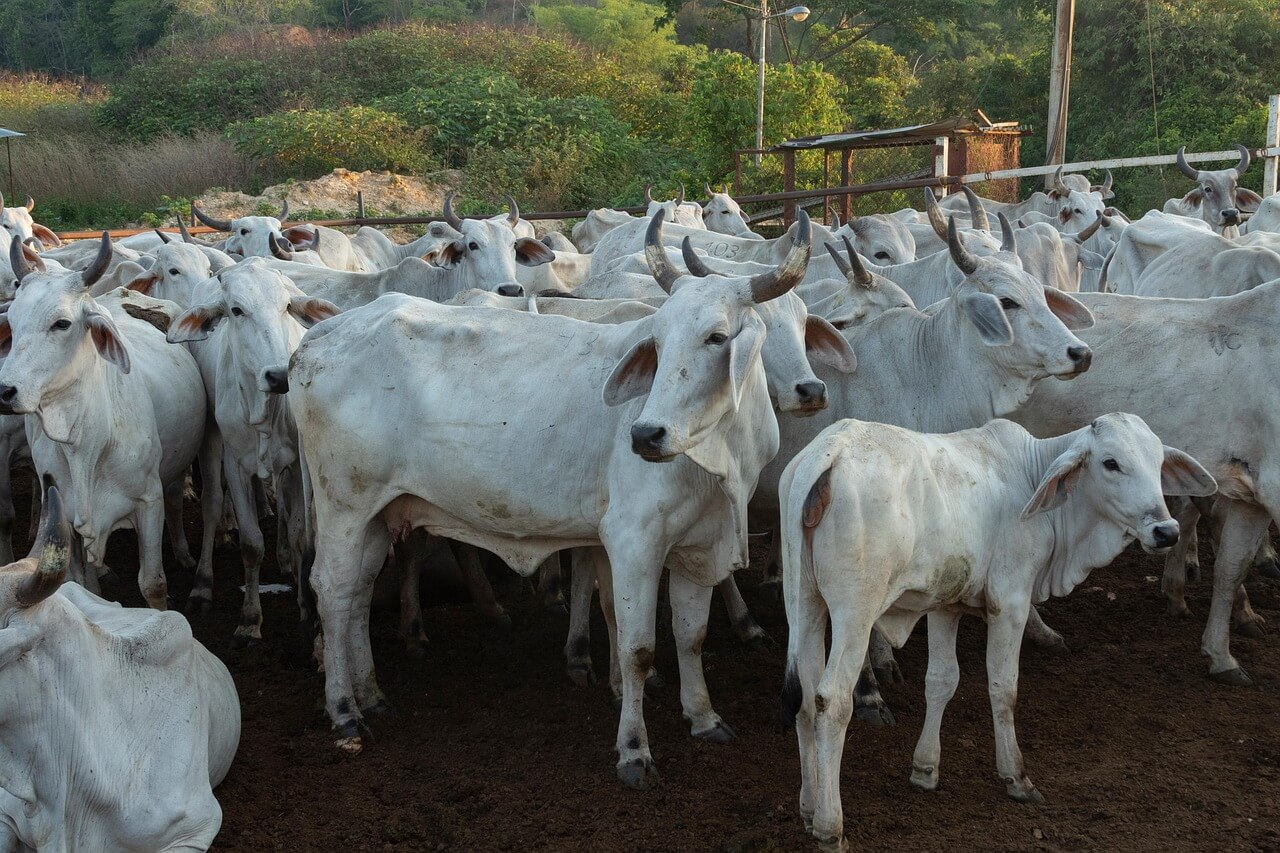 재미로보는공부잘하는띠랭킹!