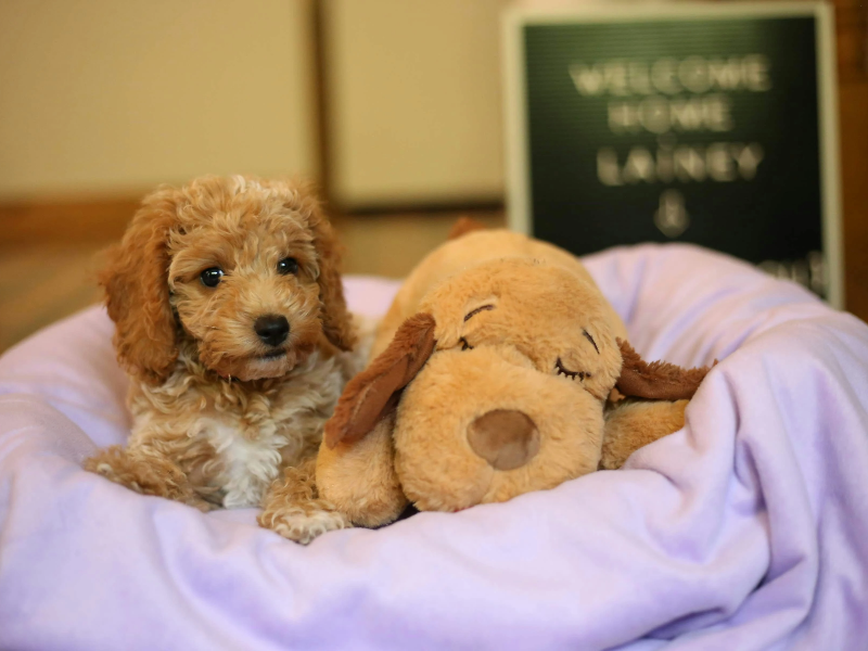 인형과 아기 강아지