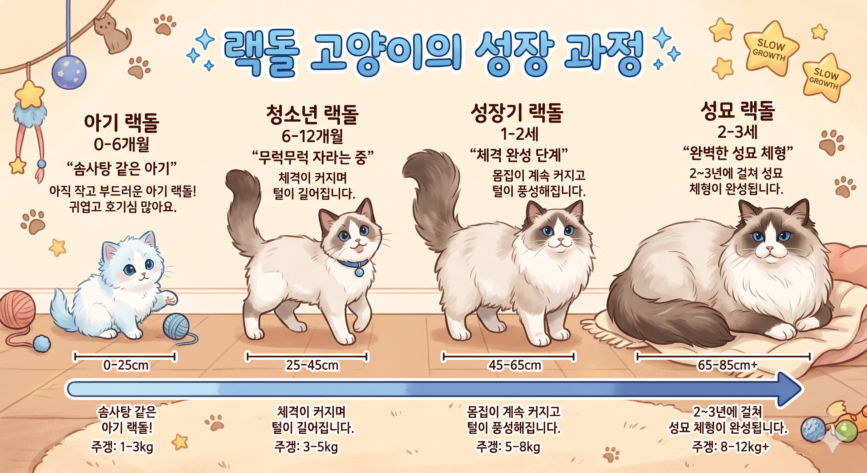 랙돌 고양이 성격과 특징 (사람을 좋아하는 이유)