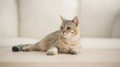 브리티쉬 숏헤어