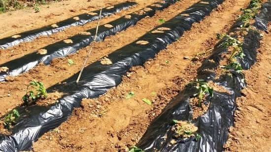 고구마-심기-모종-심는방법-정식방법