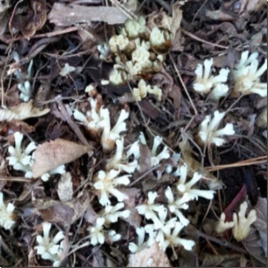 가지더부살이 효능 및 특성 먹는 법과 주의점