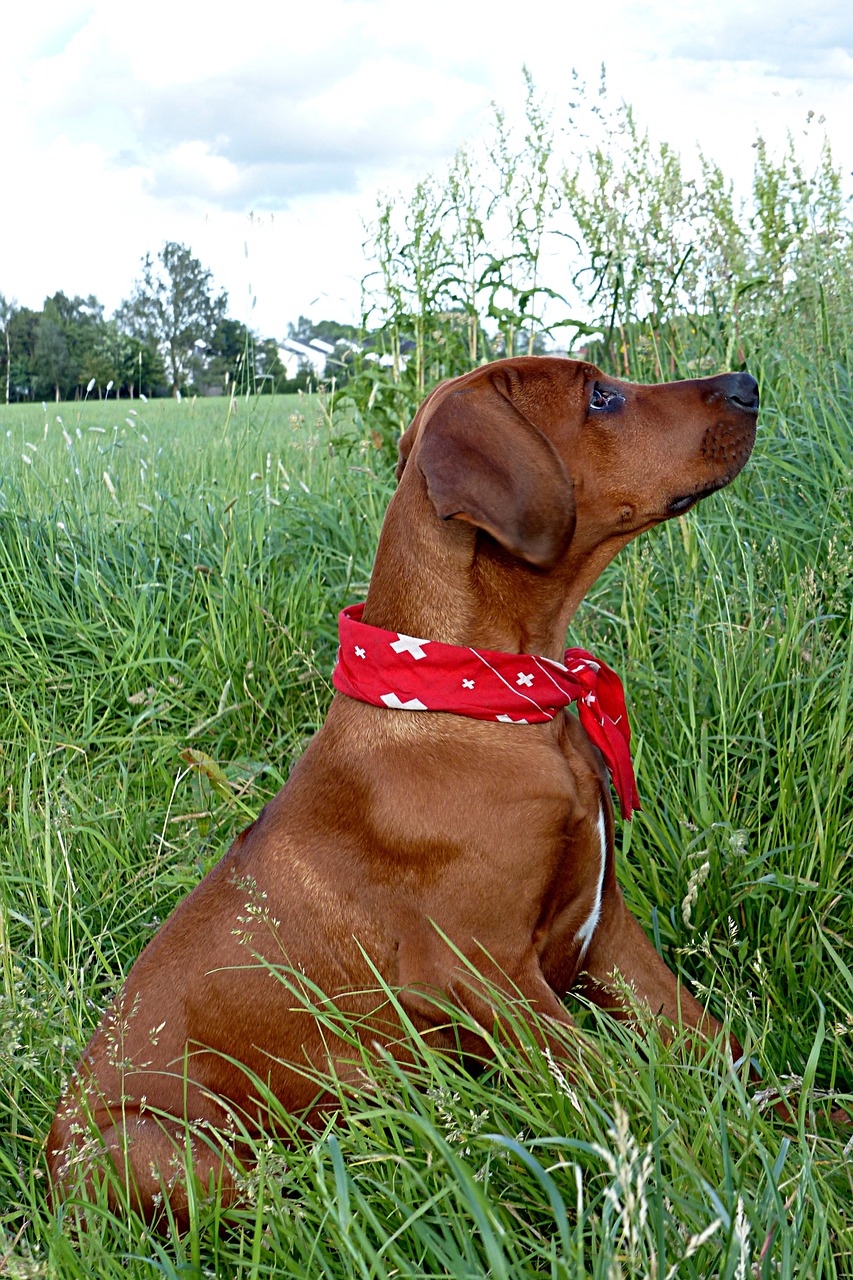 로디지안 리지백(Rhodesian Ridgeback)3