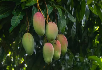 애플 망고 가격 및 효능, 영양성분