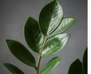 돈나무 키우는법