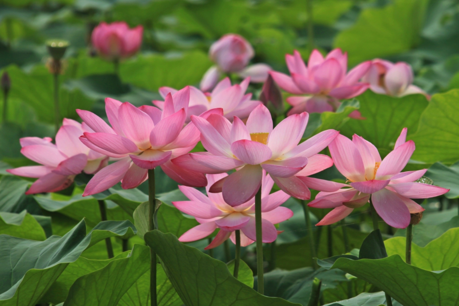 양평 세미원 연꽃