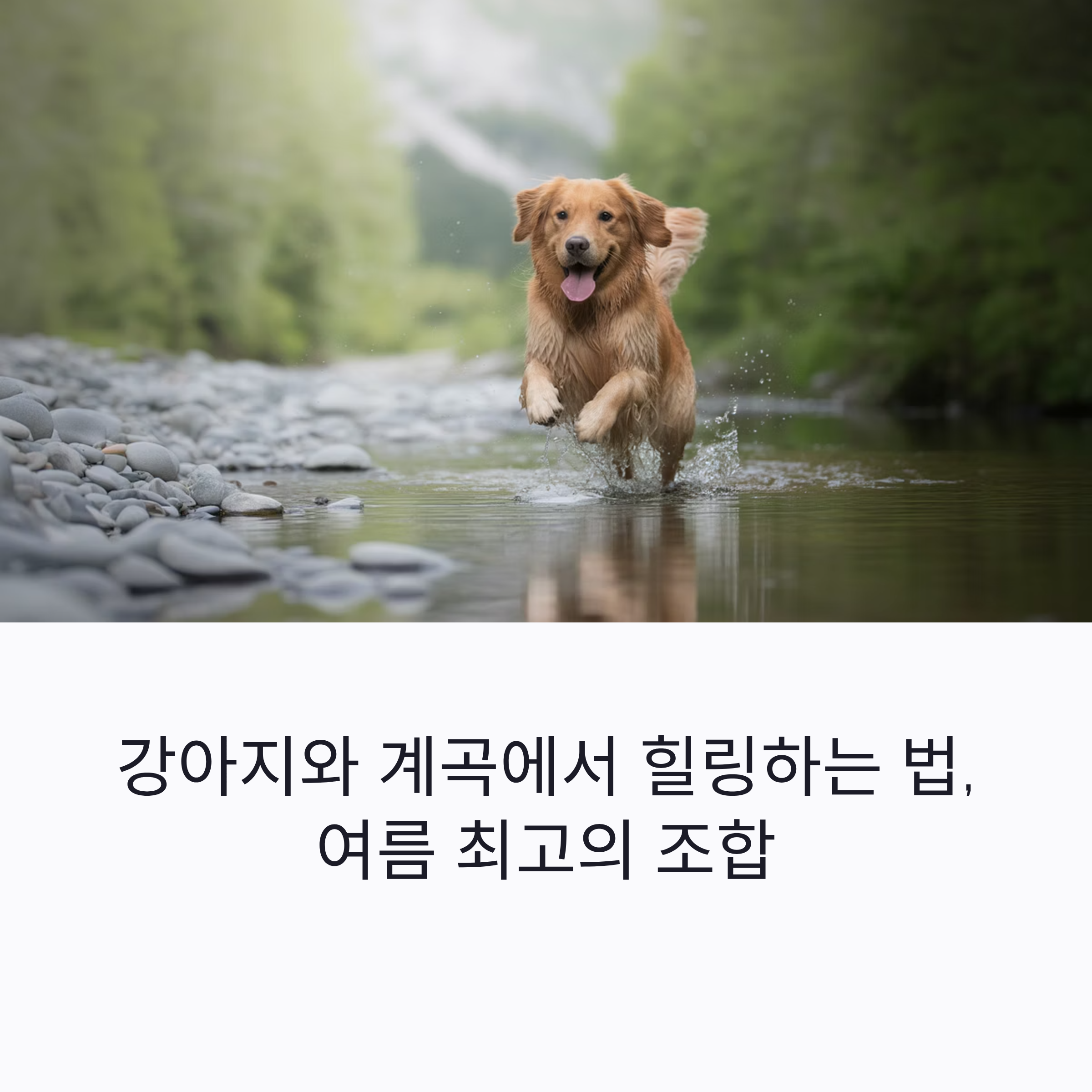 강아지와 계곡에서 힐링