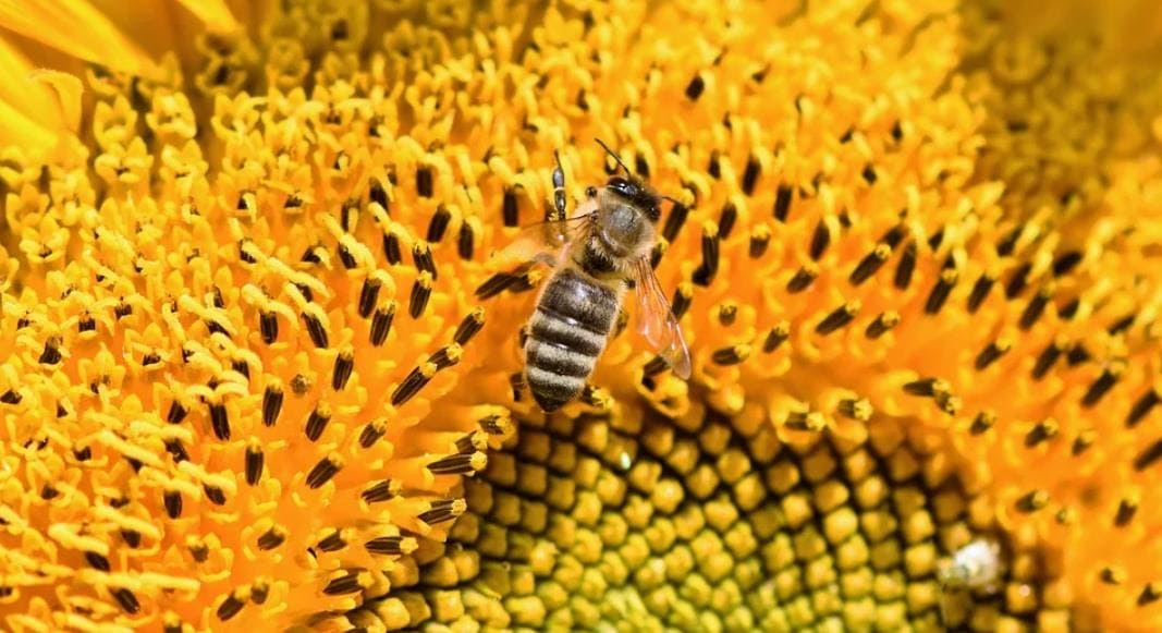 그린 프로폴리스