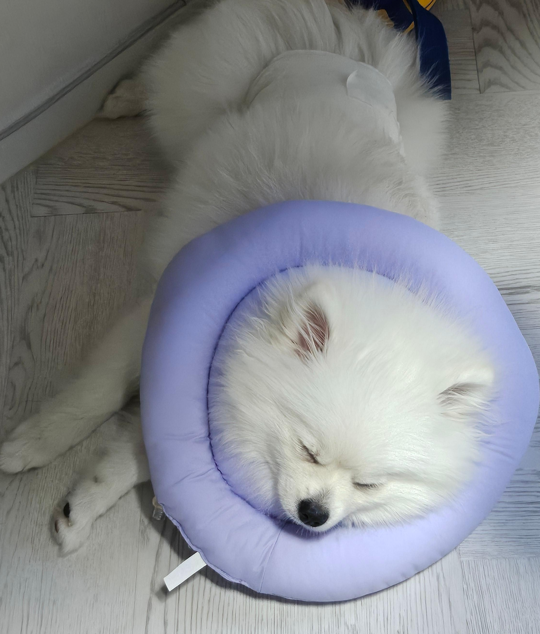 휴식 중인 하콩