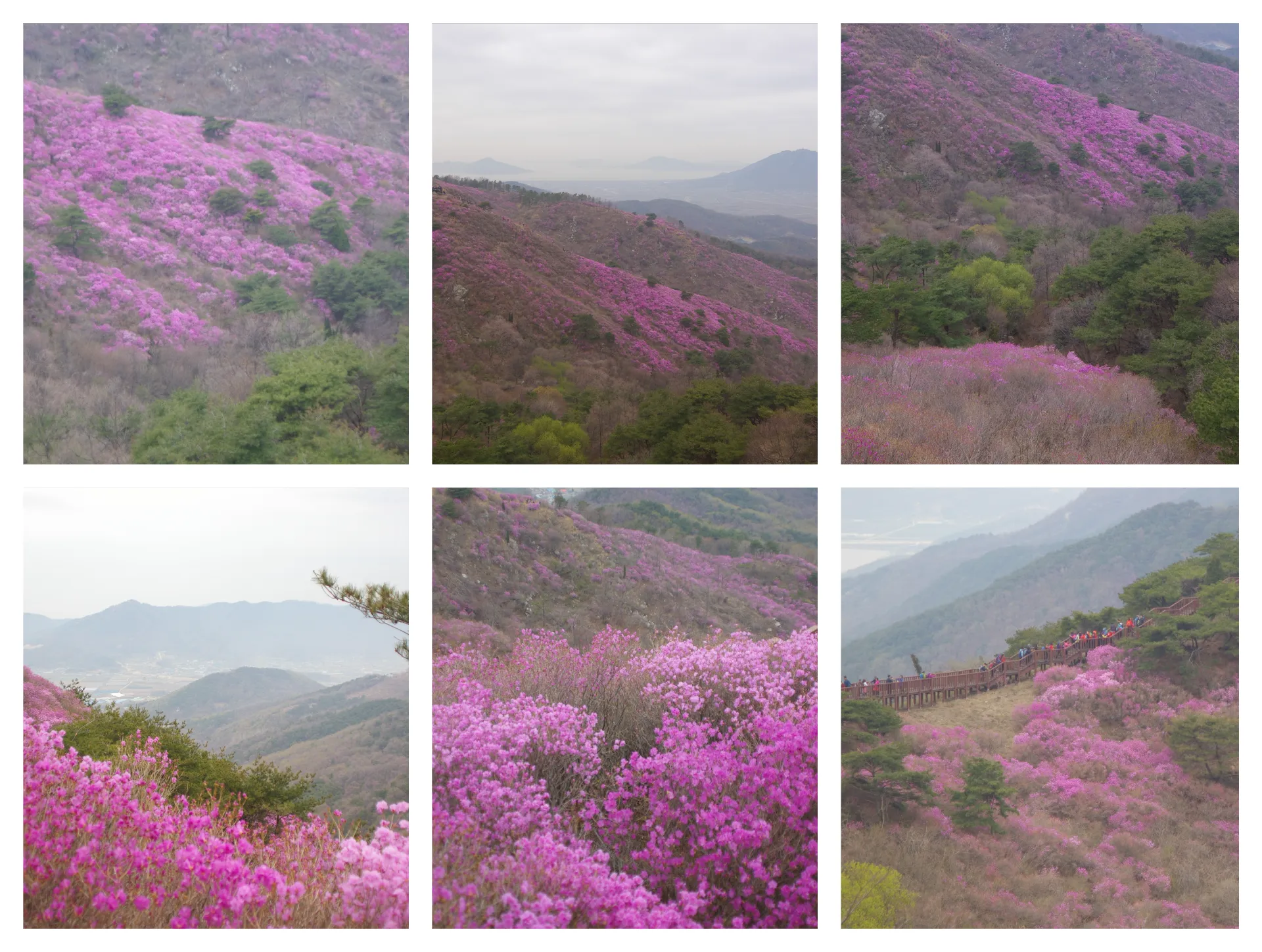 봄 고려산