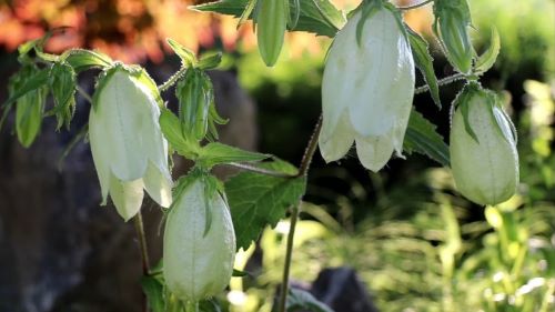 섬초롱꽃-재배법-직파재배-파종시기-심는시기-파종방법-심는방법