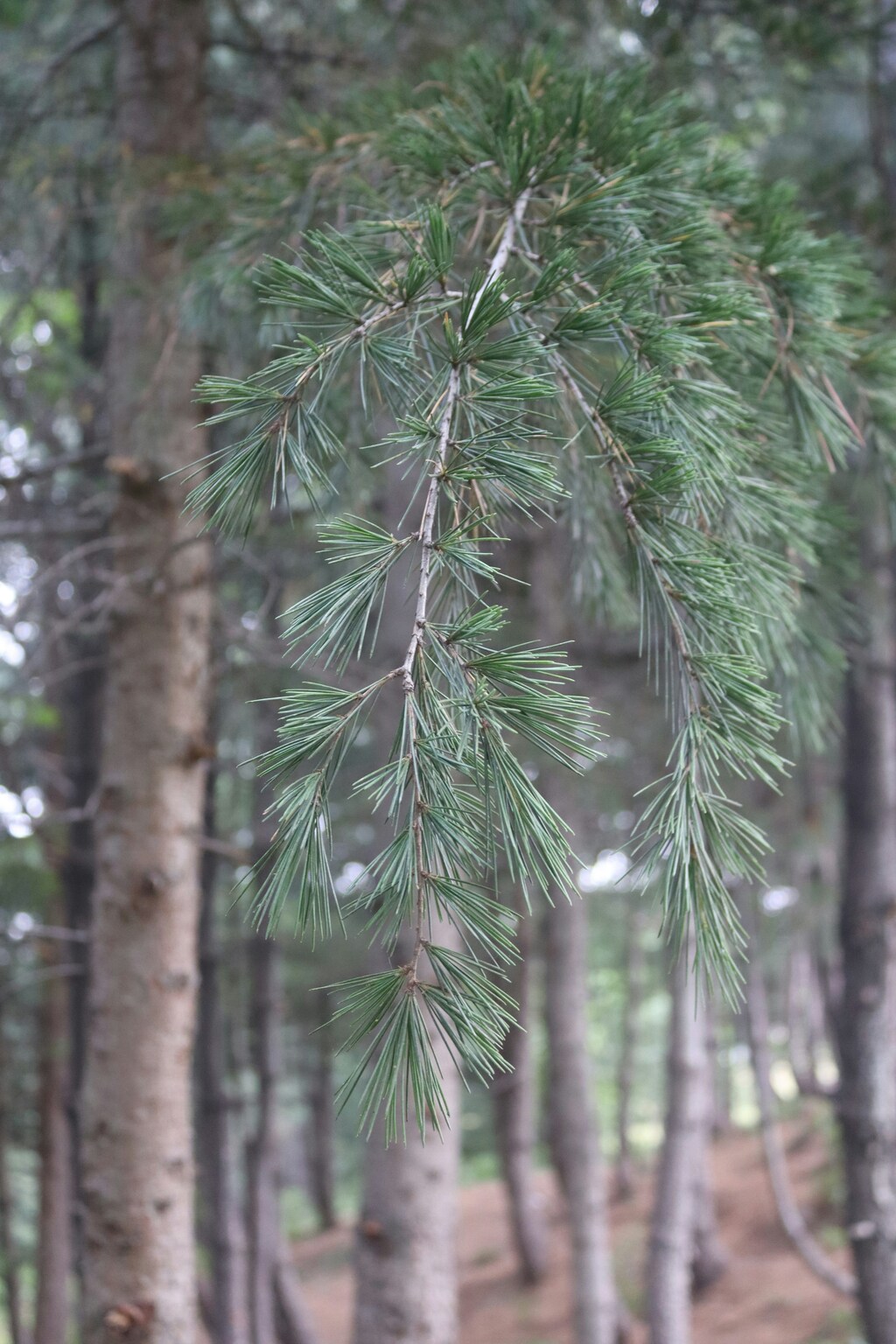 화담숲 예약방법! 실수 없이 완벽하게 예약하는 법