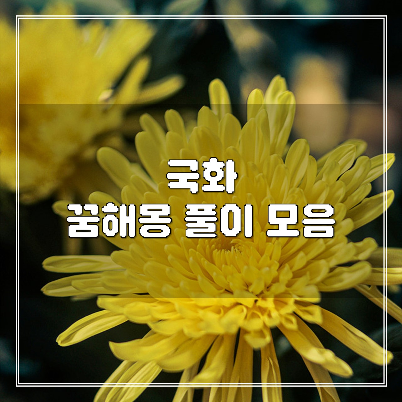 국화 꿈, 꿈해몽 풀이 모음 썸네일