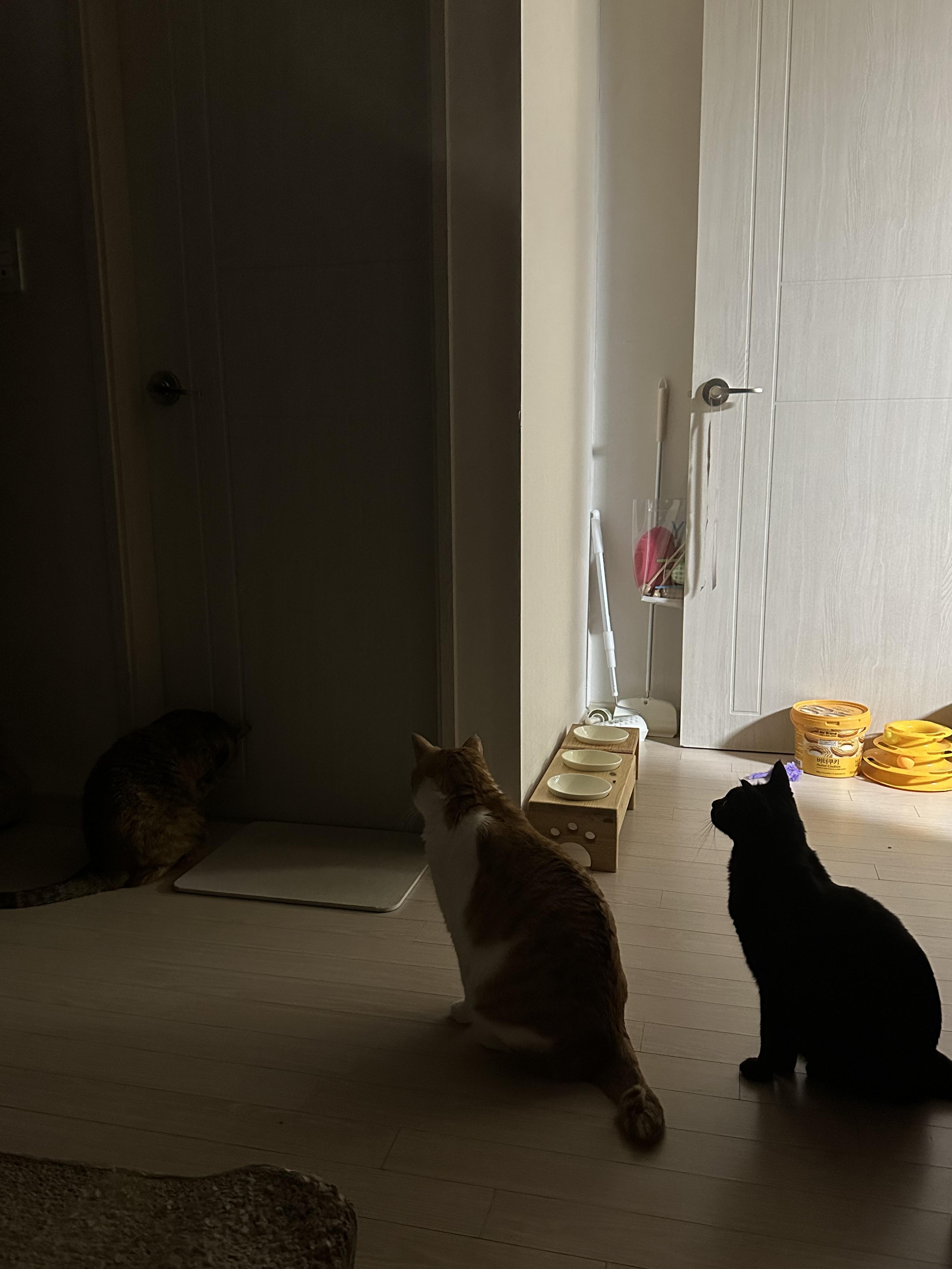 '아빠 괜찮냥~?!' 집사가 걱정되는 고양이들