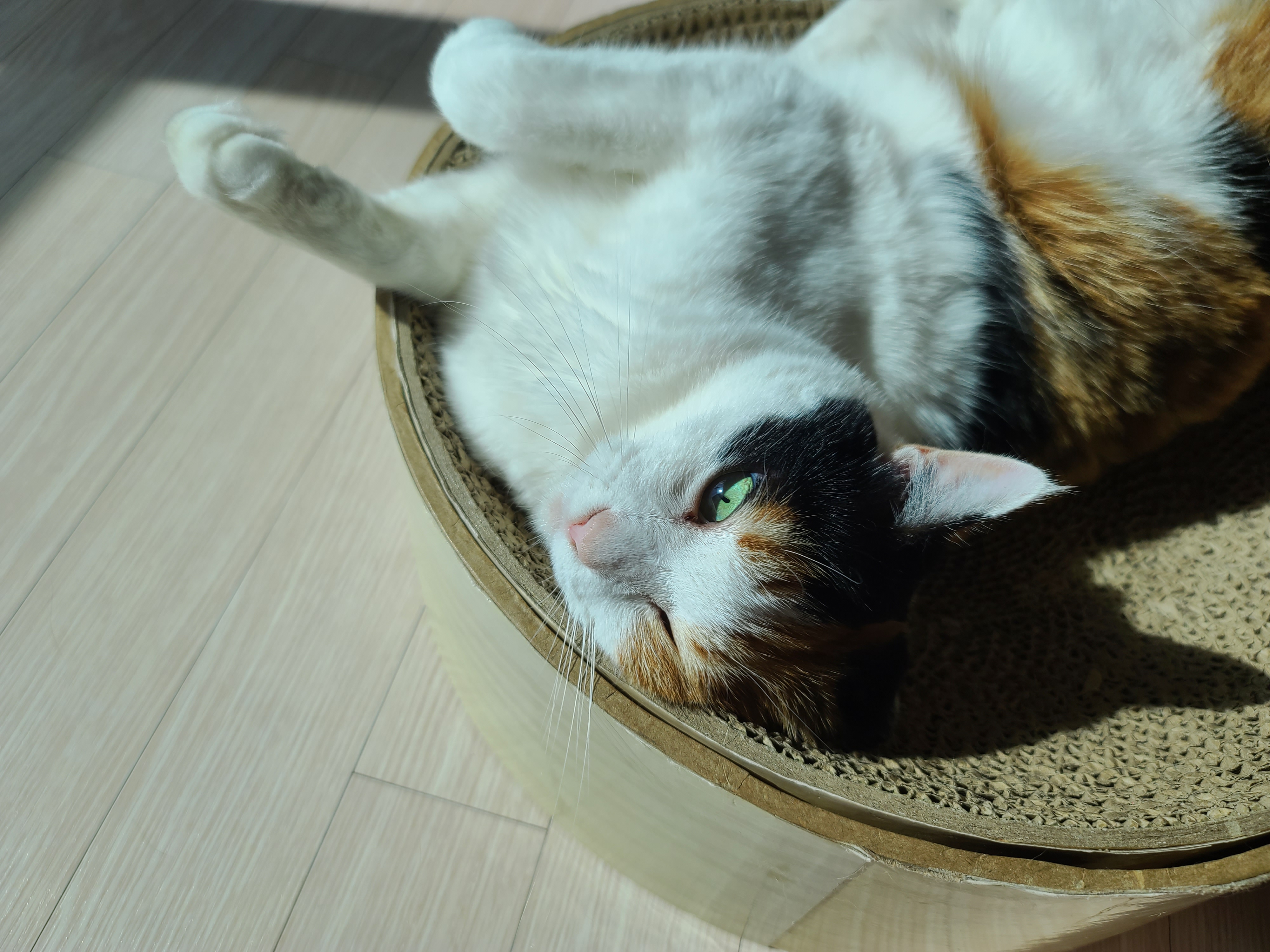 고양이의 중요한 하루일과 그루밍! 열일하는 요미 ㅋ