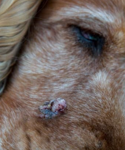 강아지 몸에 혹? 악성종양 구분 세포검사 후기