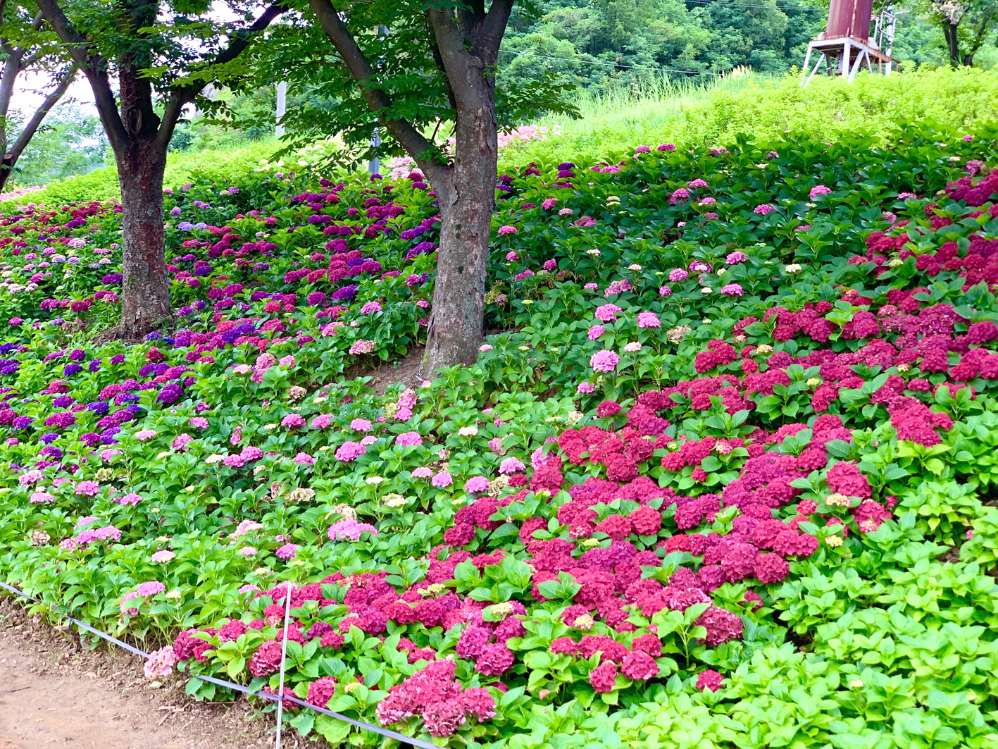 구미다온숲 수국핀 모습입니다.