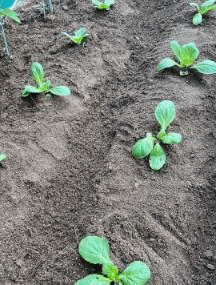 김장 배추 모종 심는 시기