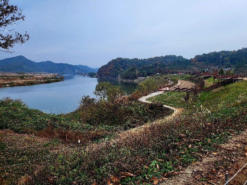 함안 악양생태공원 핑크뮬리