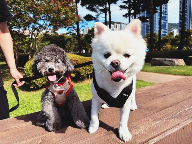 서울 강아지 유치원 비용