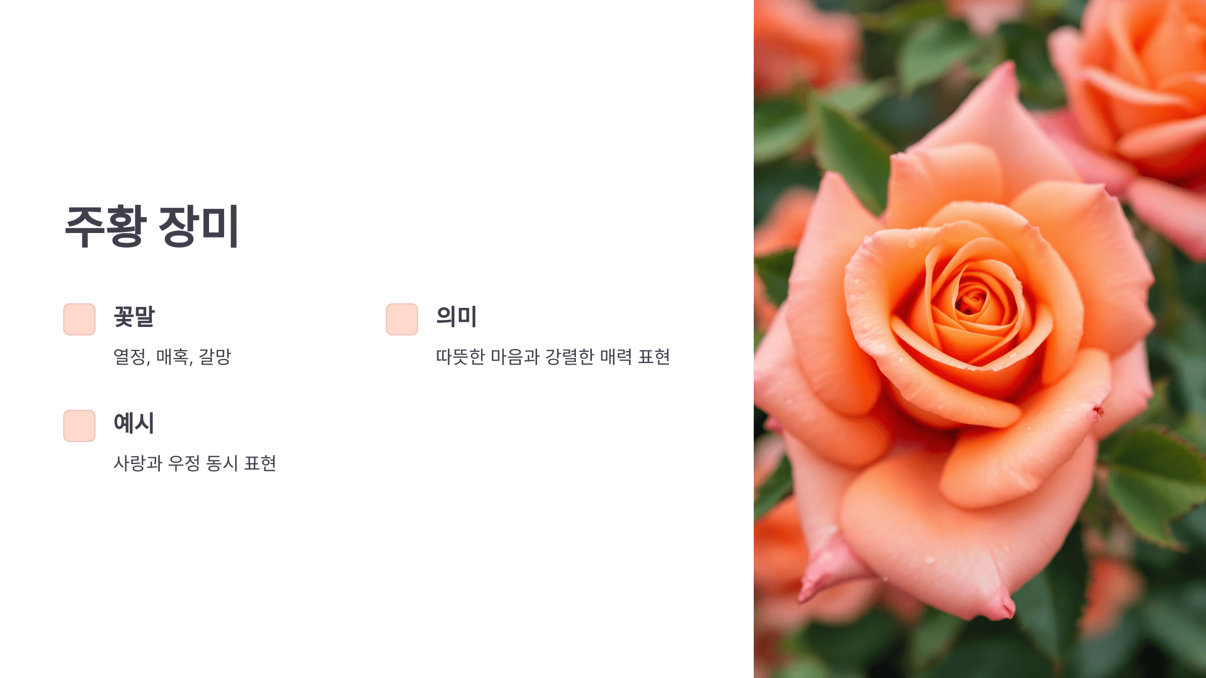 장미 사진입니다.