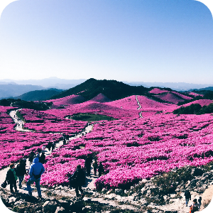 황매산 철쭉제 이미지