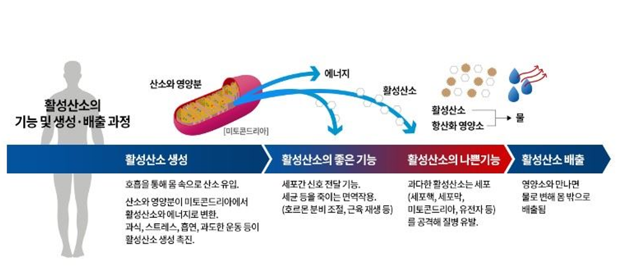 글루타치온 글루타티온 환원형 루치온 GSH NAC ODF 필름형 구강 주사 여에스더 영양제