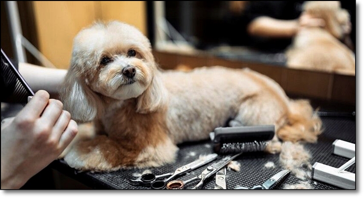 김해애견미용학원 자격증취득과 취업과 창업까지 지원받는 방법