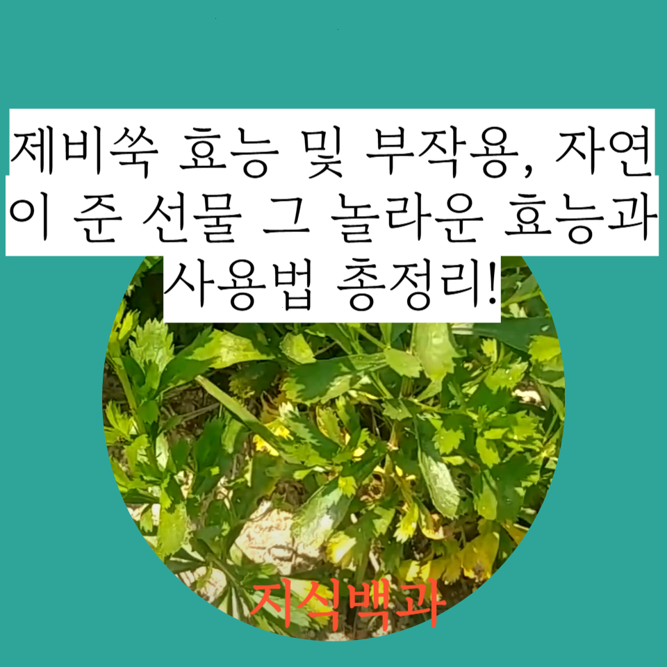 제비쑥