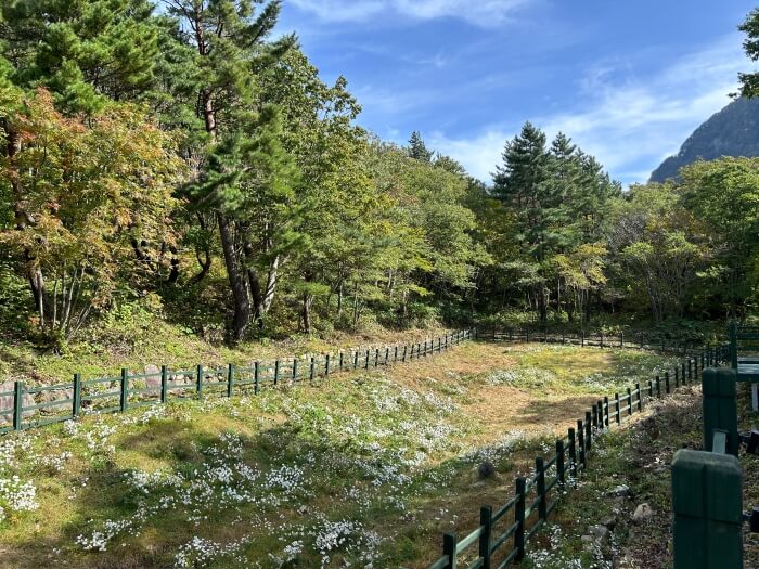 울릉국화