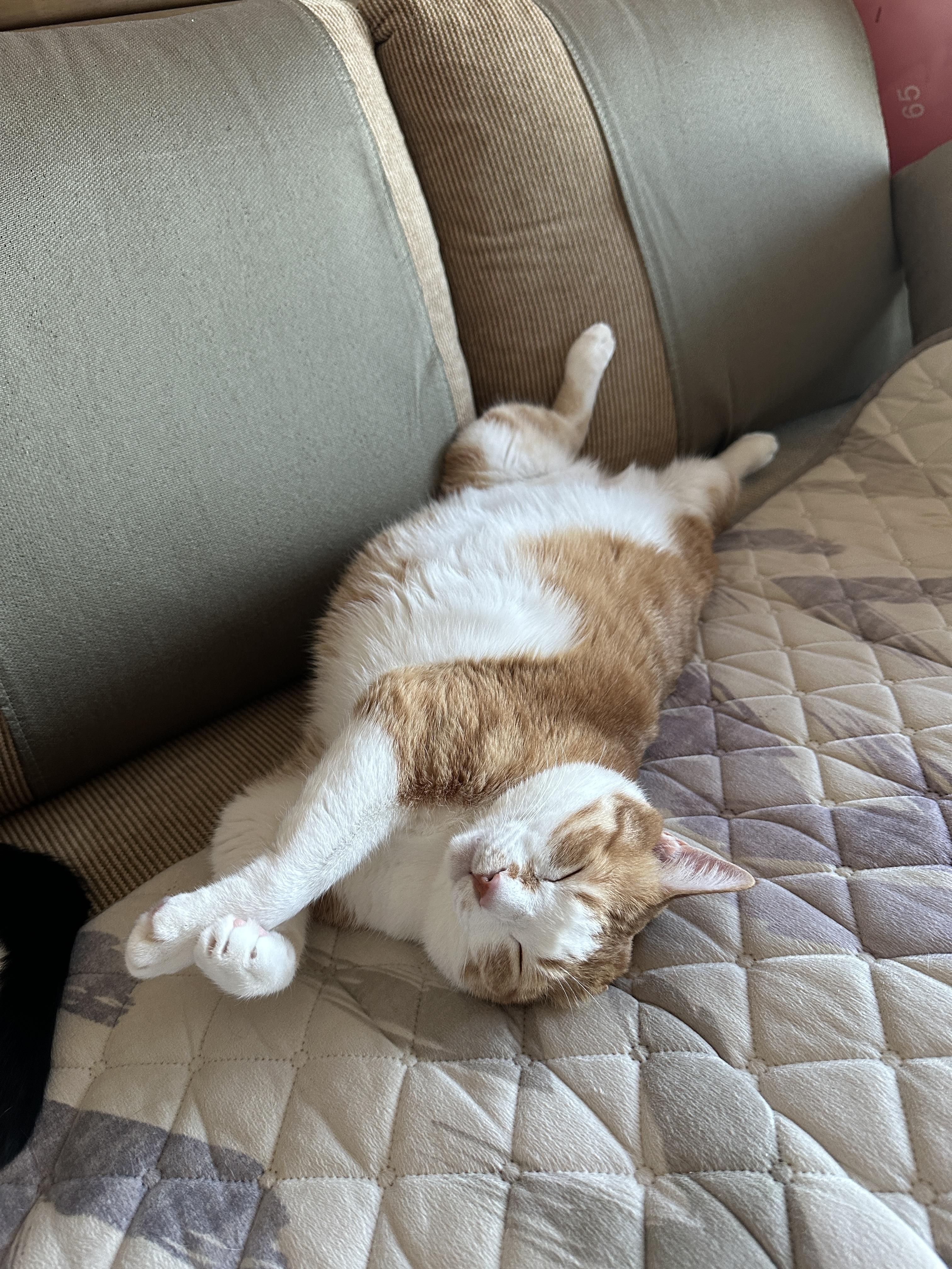 편하게_널브러져_있는_치즈냥이_호야