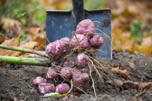 돼지감자차 효능6