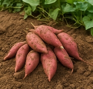 고구마 수확시기