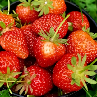 딸기 효능 부작용 칼로리 고르는법