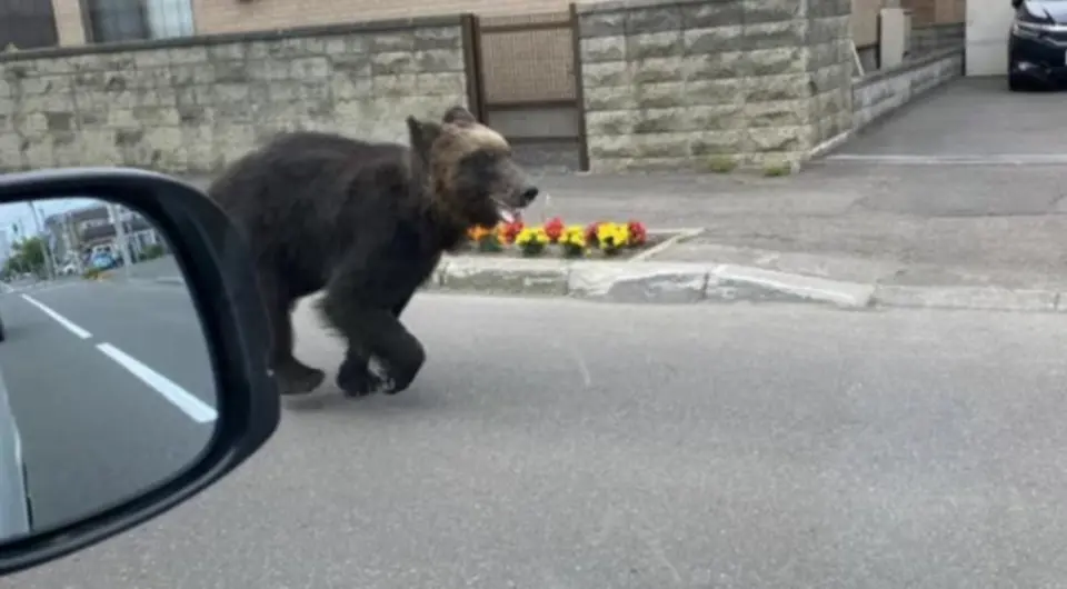 2025 일본을 뒤흔든 곰 재난. 도시까지 침투한 야생 곰,