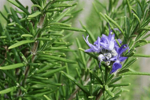 로즈마리효능17