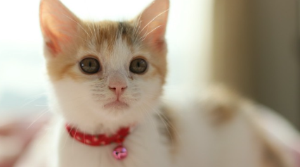 삼색 고양이 새끼 고양이.