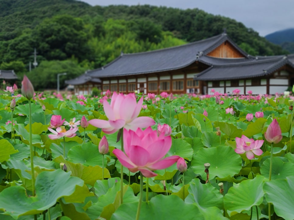 완주 송광사 연꽃