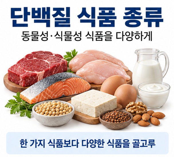 단백질 식품 종류라는 제목과 살코기, 생선, 달걀, 우유, 두부, 콩, 견과류를 함께 표현한 대표 이미지