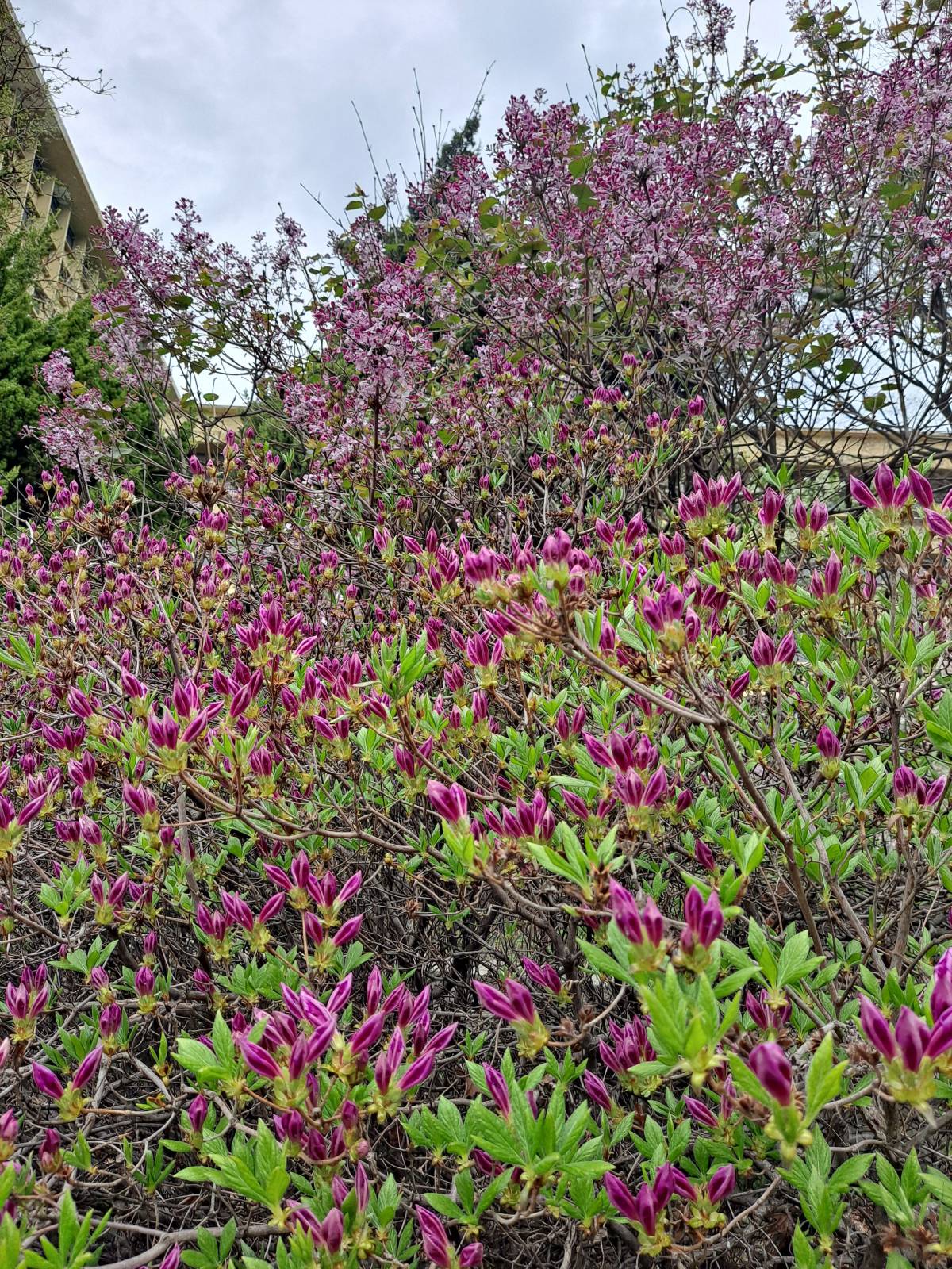 선인재단 진달래