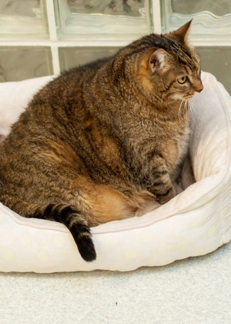 고양이 비만의 원인과 예방 방법