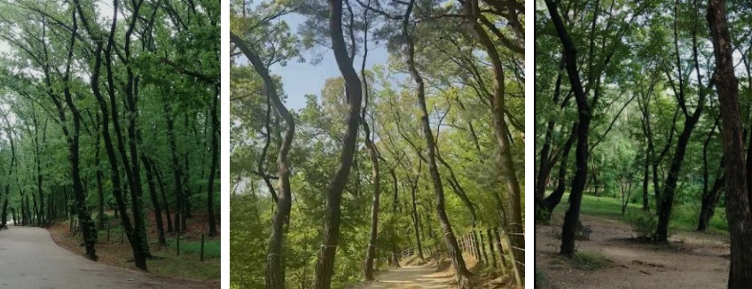 선정릉