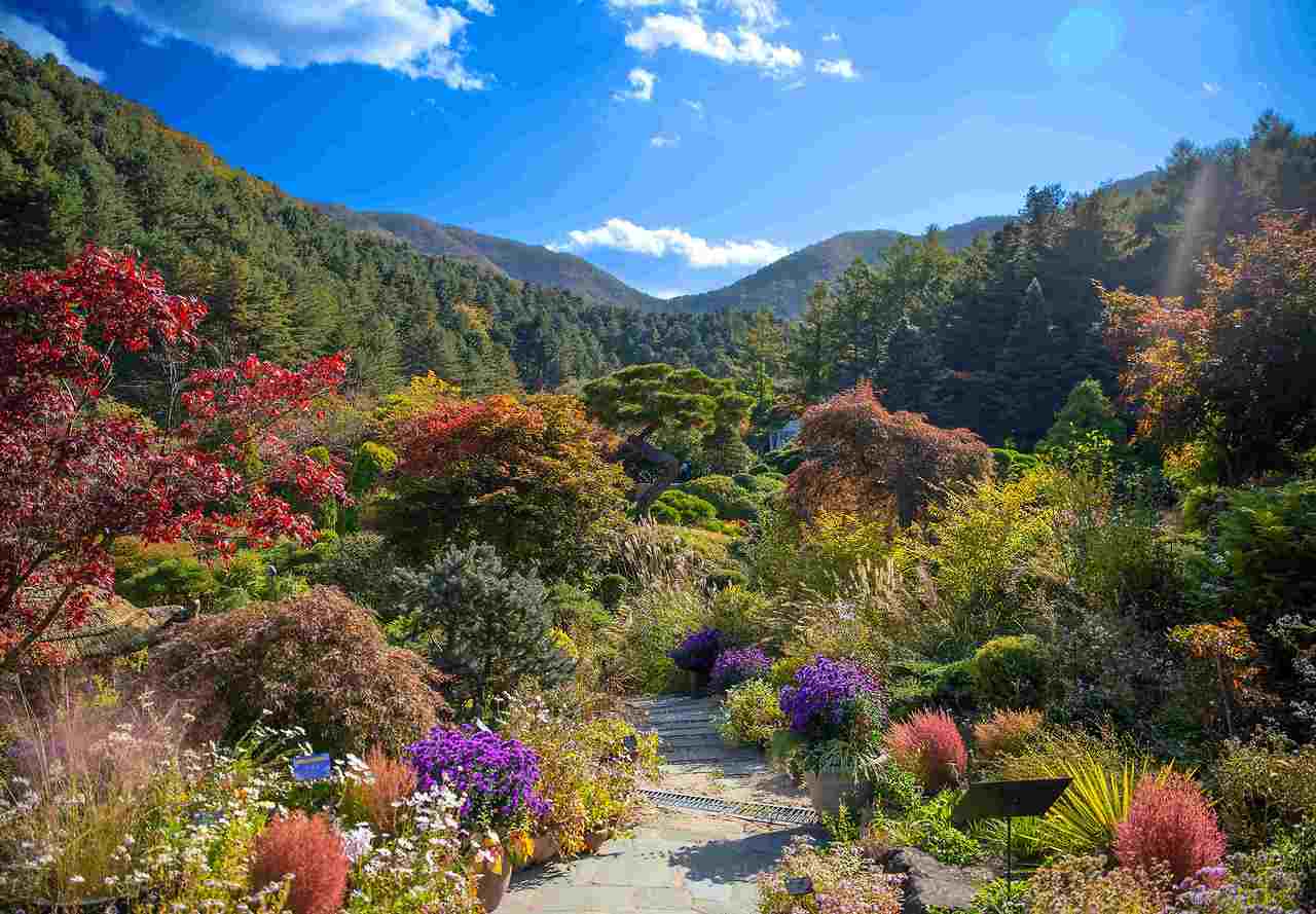 아침고요수목원 수국전시회&amp;#44; 6월 방문객이 몰리는 진짜 이유 3가지