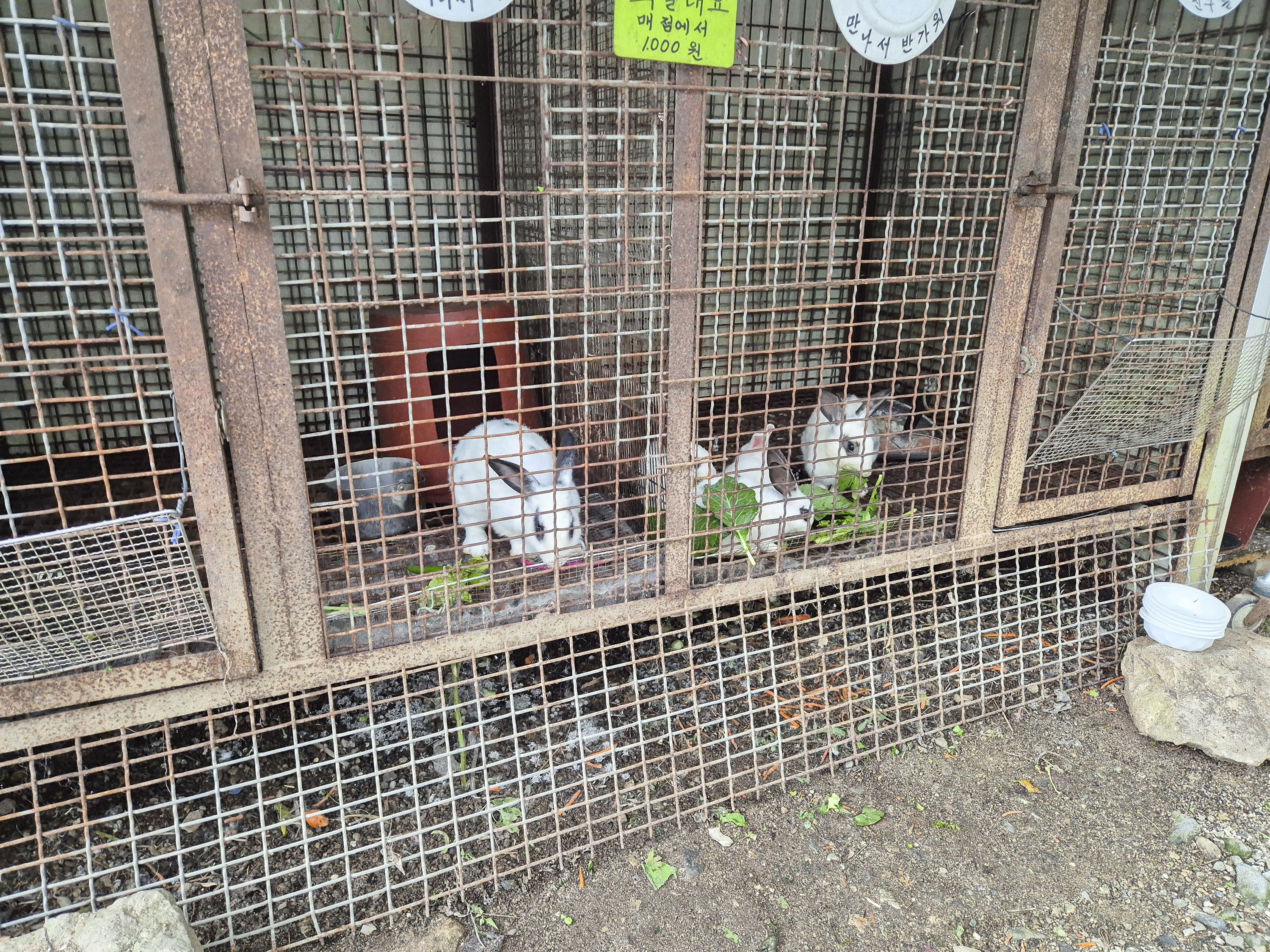 물소리 캠핑장의 토끼 모습