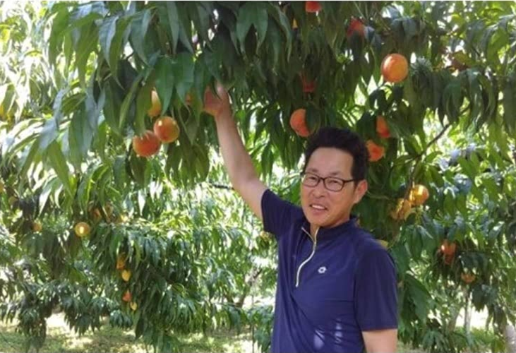 옥천 황도 복숭아 주문 방법